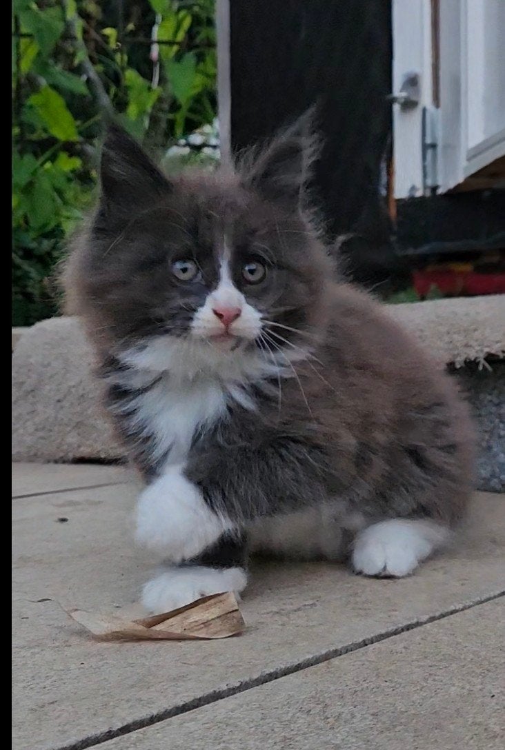 Schitterende Maine Coon kittens (poes) met stamboom, Dieren en Toebehoren, Katten en Kittens | Raskatten | Langhaar, Meerdere dieren