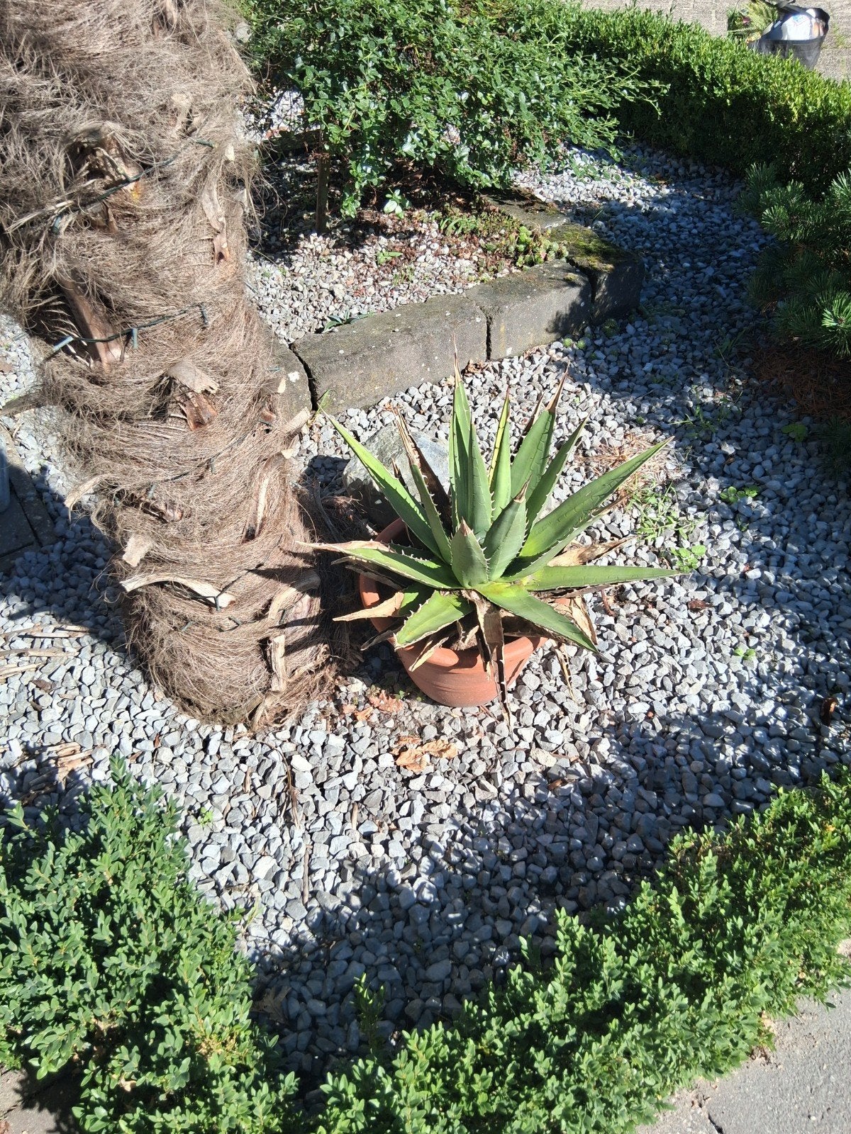 cactussen, Ophalen, Overige soorten, Volle zon