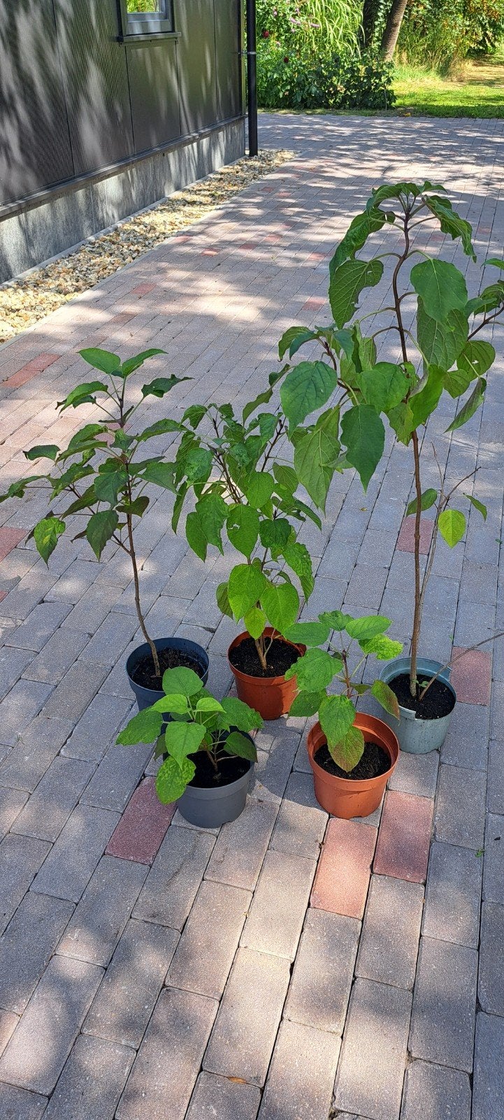 Pindakaasboom (Clerodendrum trichotomum) - Jonge planten, Volle zon, Vaste plant, Zomer, Ophalen
