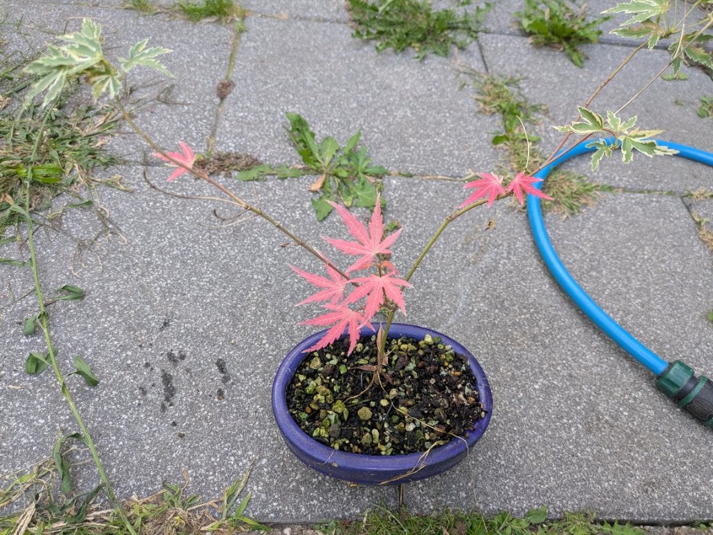 Acer palmatum 'taylor' stek., Bloeit niet, Halfschaduw, Minder dan 100 cm, Overige soorten
