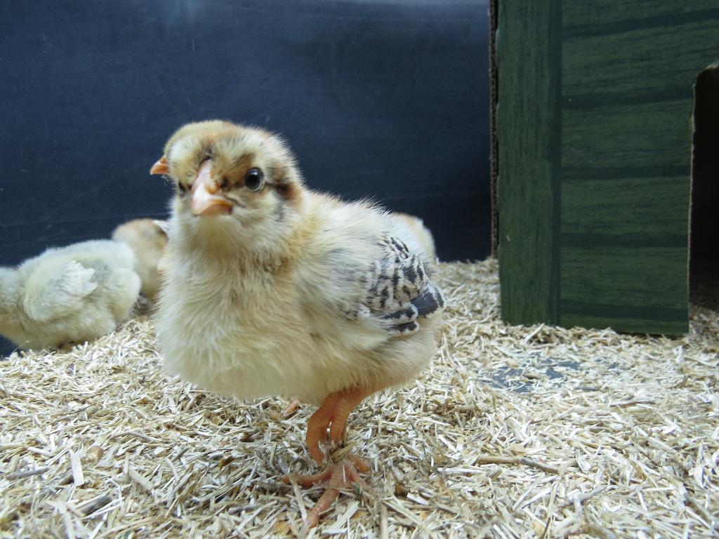 Kuikentjes Krielkippen, Dieren en Toebehoren, Pluimvee, Geslacht onbekend, Kip