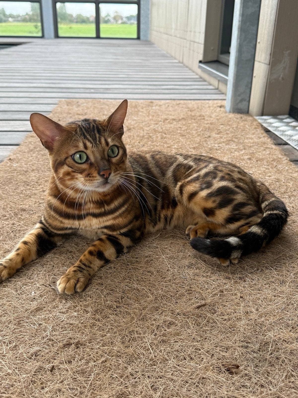 Bengaalse dekkater beschikbaar – Heemskerk, Kater, Kortharig, 0 tot 2 jaar