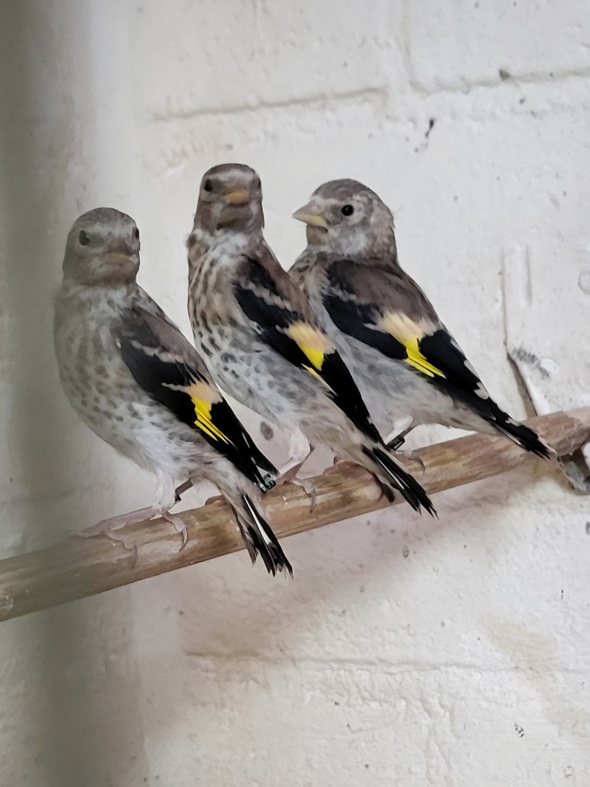 kleine putter kweekjaar 2026. nog 1stuk 80 per stuk, Geslacht onbekend, Wildzangvogel, Geringd