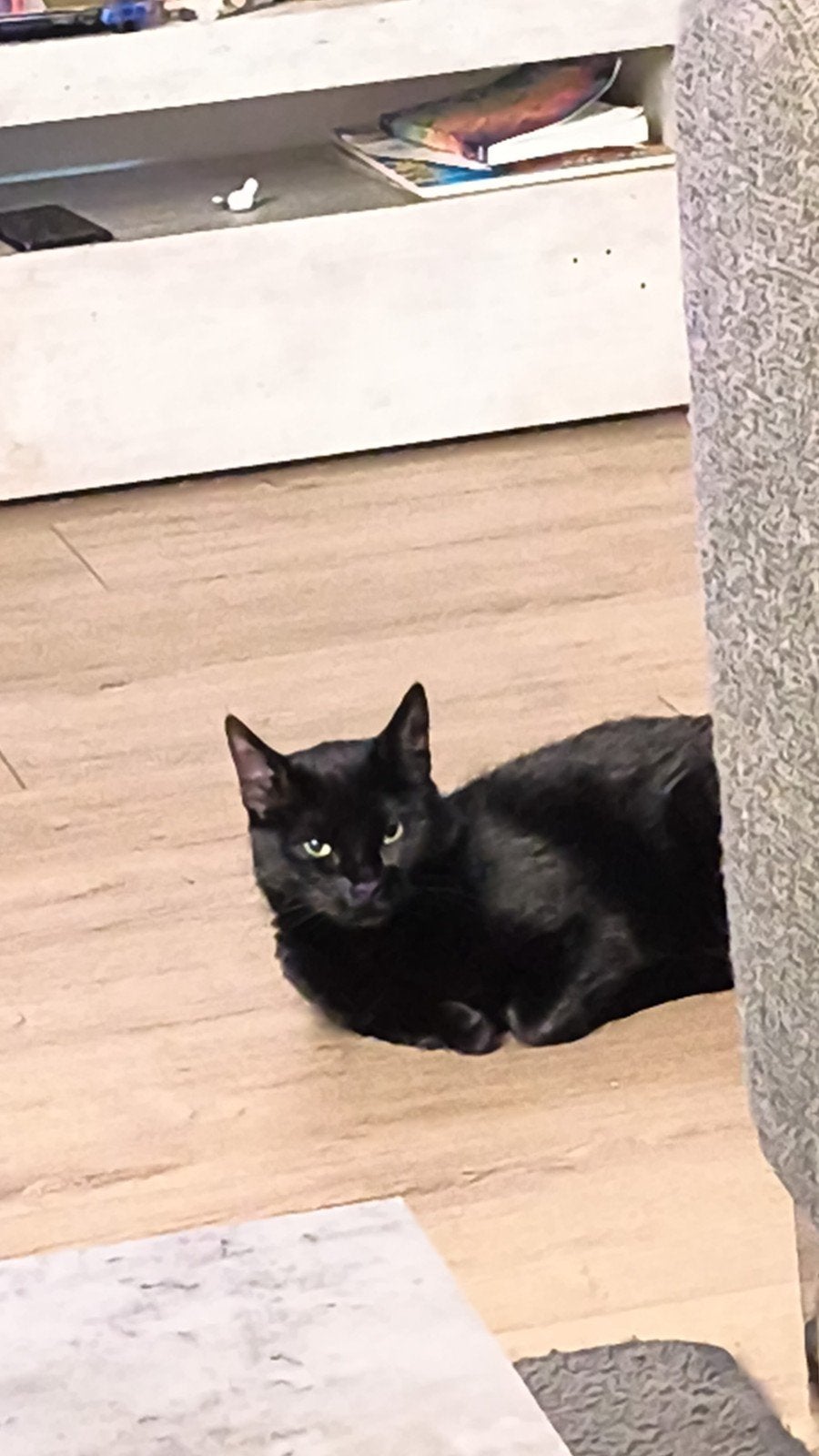 Zoekt een rustige plek, Poes