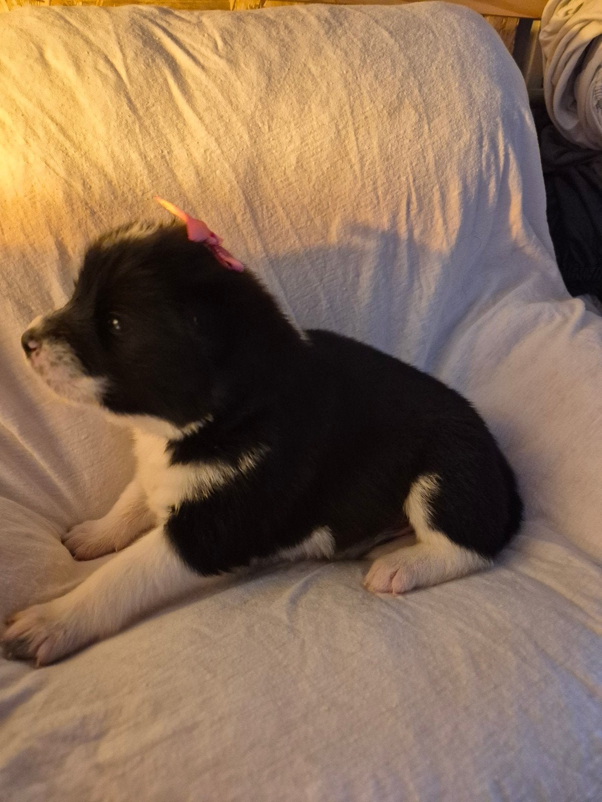 Akita Samojeed pups, Overige rassen, 8 tot 15 weken, Meerdere dieren, Eén hond