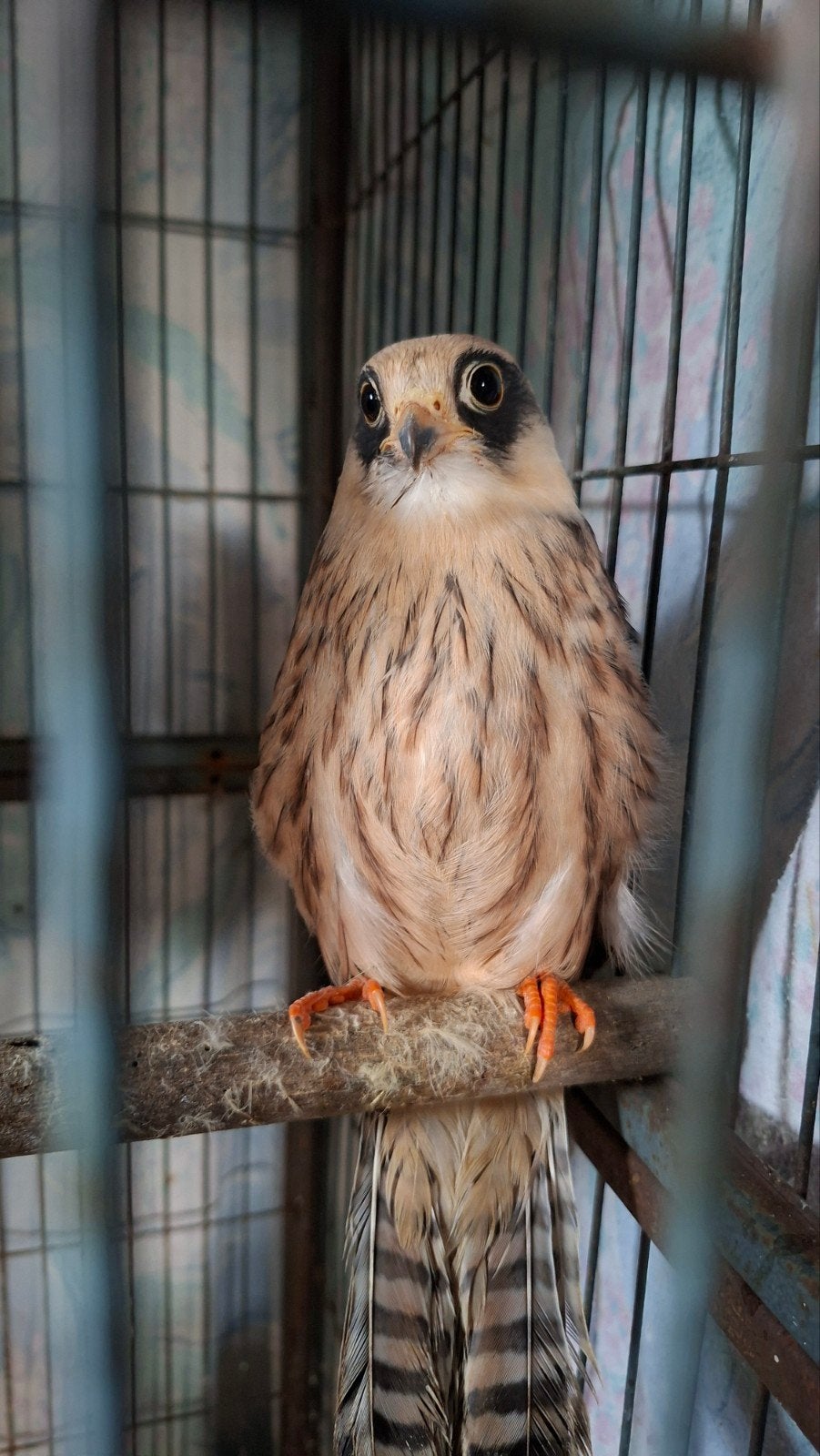 Roodpoot valk, Mannelijk, Roofvogel, Geringd