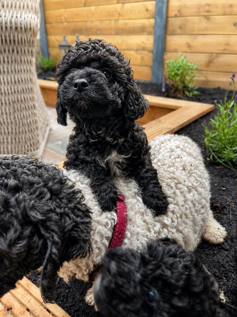 Maltipoo puppys zoeken een for ever home, Poedel, Parvo, 8 tot 15 weken, Meerdere