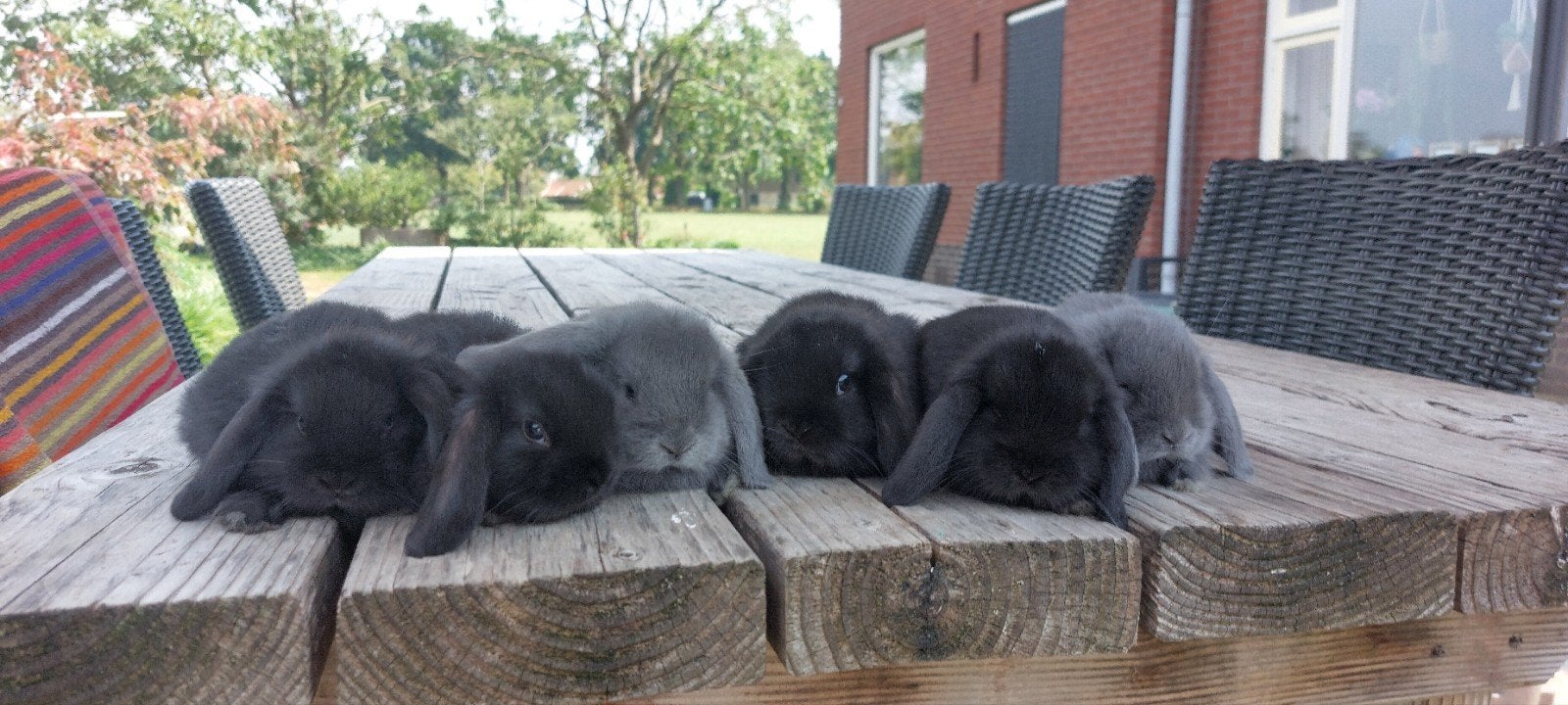 Te koop jonge Nederlandse dwerghangoor x Minilop, Dieren en Toebehoren, Konijnen, Meerdere dieren, Dwerg