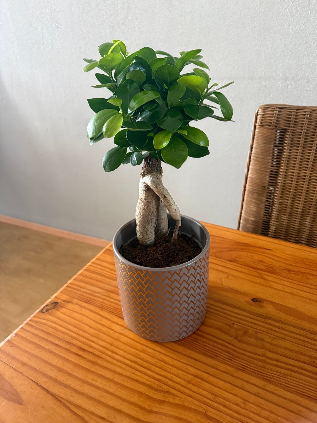 Bonsai boom Ficus Ginseng - 25 cm hoog met ceramic pot, Overige soorten, Vaste plant, Ophalen of Verzenden, Bloeit niet