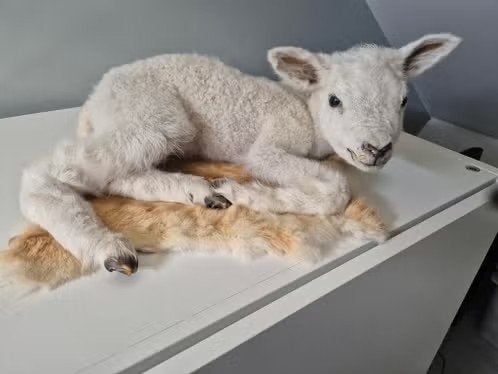 Opgezette lammetje (schaap) - Uniek Decoratiestuk, Verzenden, Zo goed als nieuw, Boerderijdier, Opgezet dier