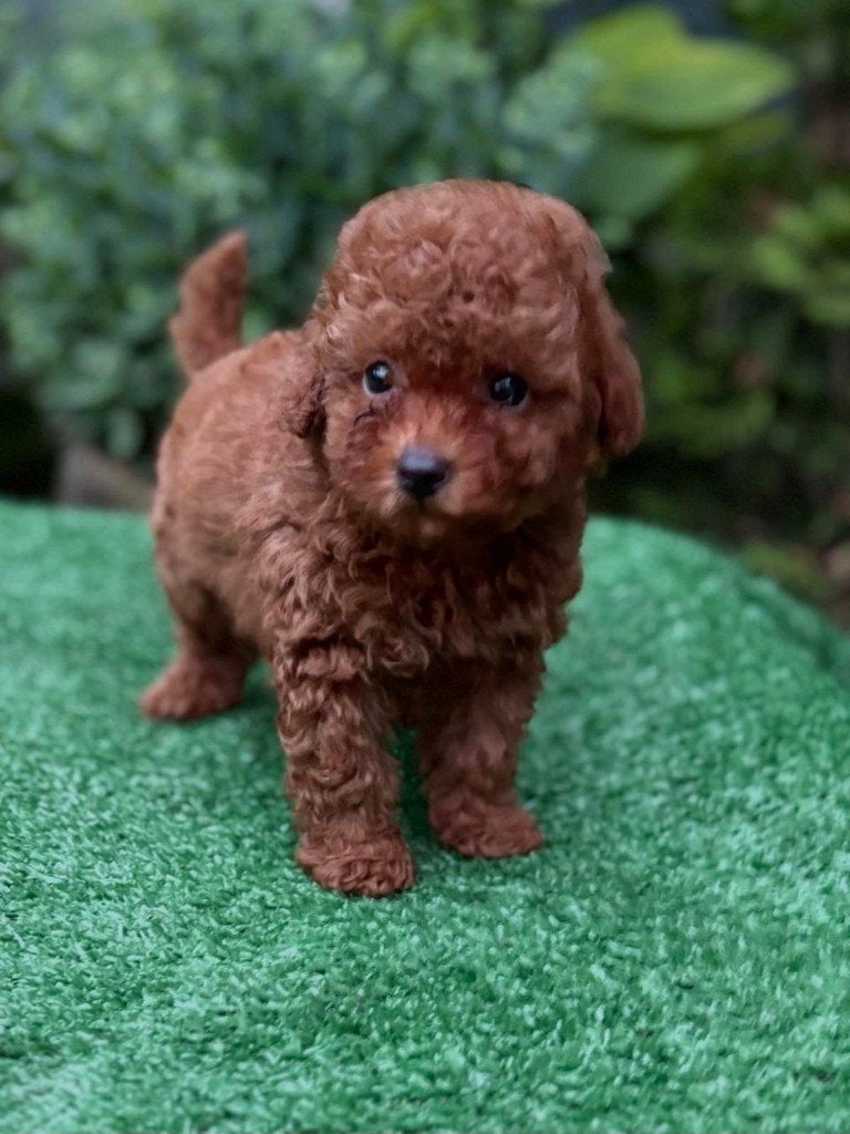 Toy Poedel, Dieren en Toebehoren, Poedel, Particulier, 15 weken tot 1 jaar, Buitenland