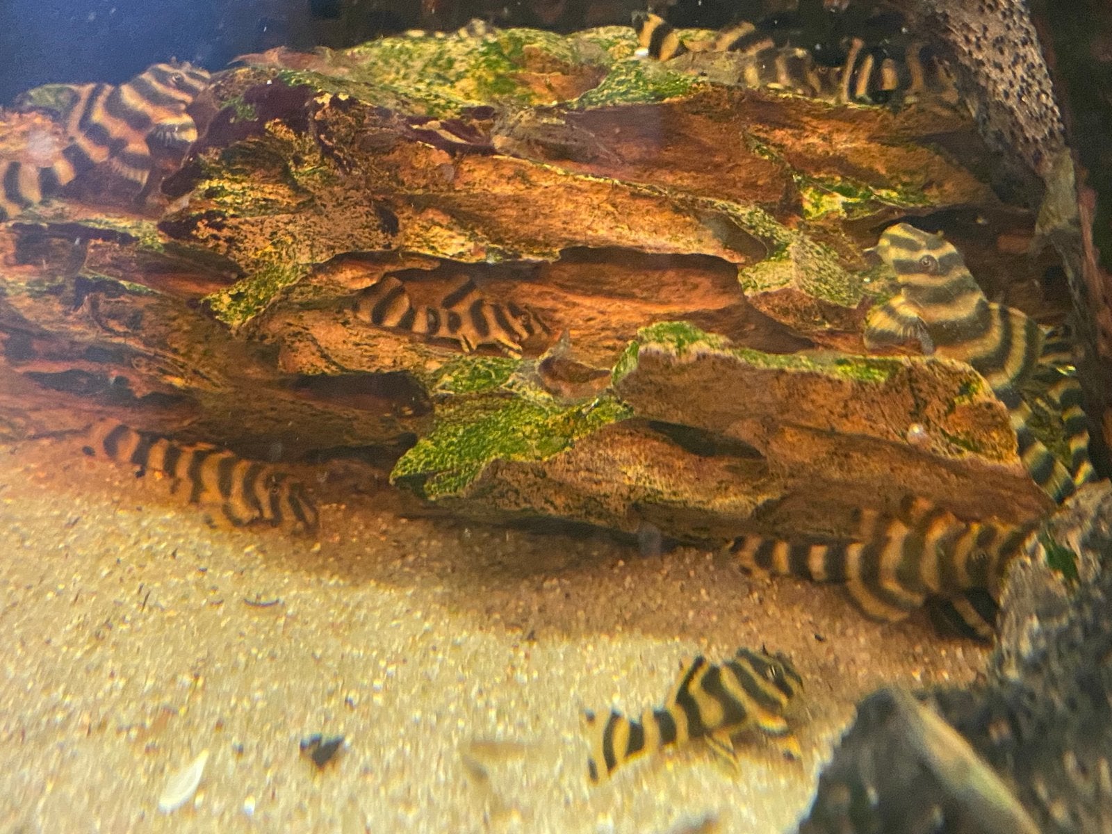 L080 Dwerg Peckoltia, Vis, Zoetwatervis