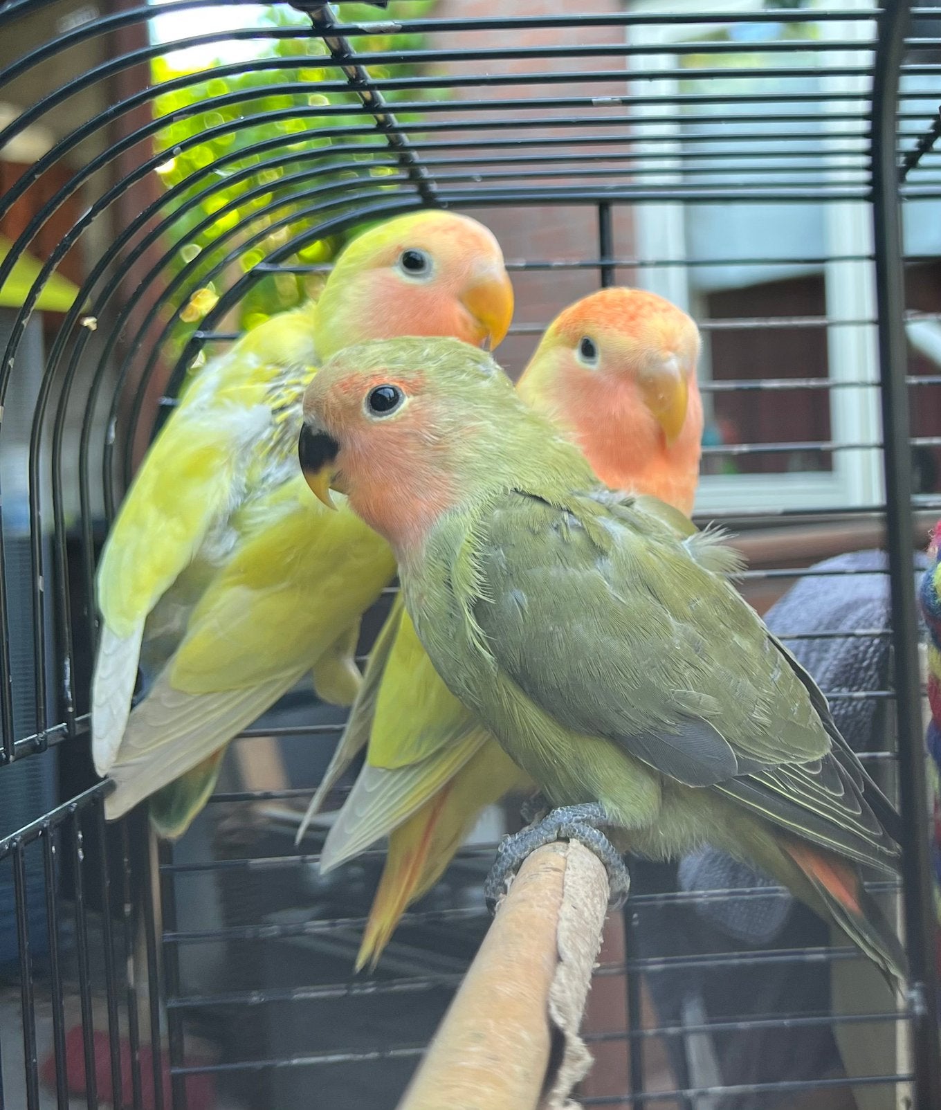 Agapornis Roseicollis, Dieren en Toebehoren, Vogels | Parkieten en Papegaaien, Geslacht onbekend, Dwergpapegaai of Agapornis