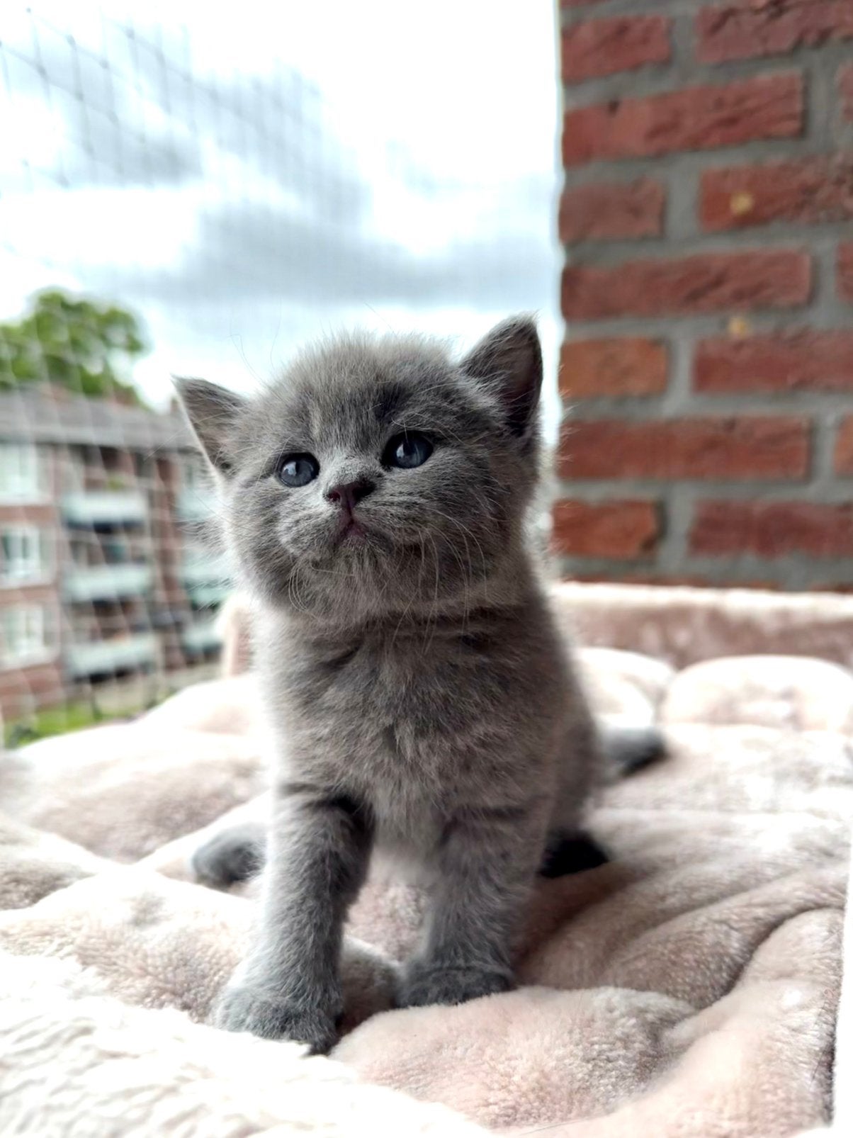 Prachtige kittens (2 nestjes) britse/europese korthaar, Meerdere dieren, Kortharig, 0 tot 2 jaar