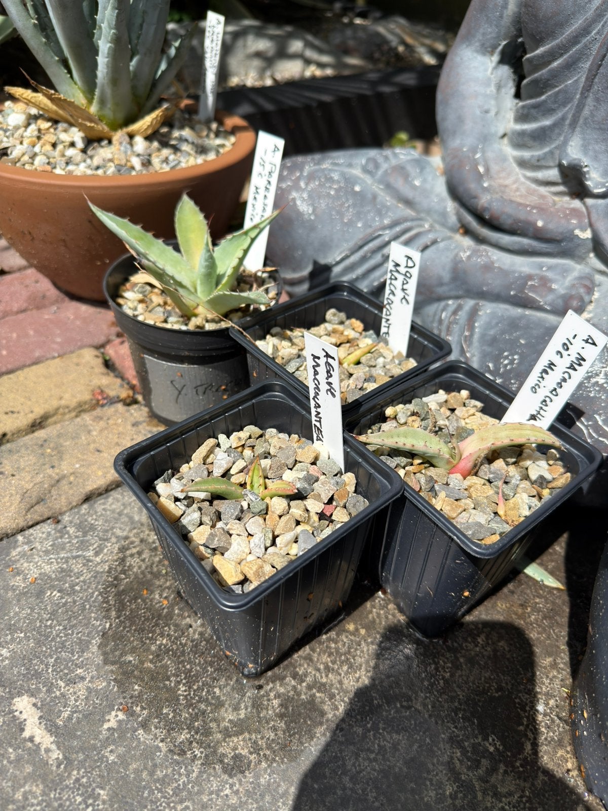 Agave Macroacantha, Ophalen of Verzenden, Bloeit niet, Overige soorten, Volle zon