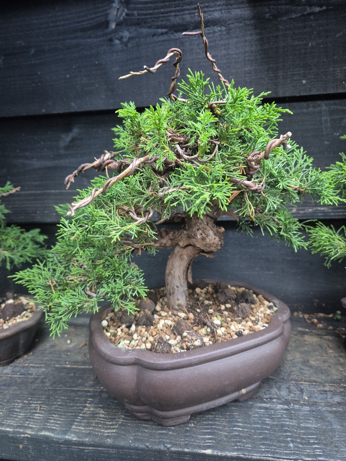 Juniperus itoigawa Bonsai - Unieke Vormgeving, Ophalen, Overige soorten, Halfschaduw