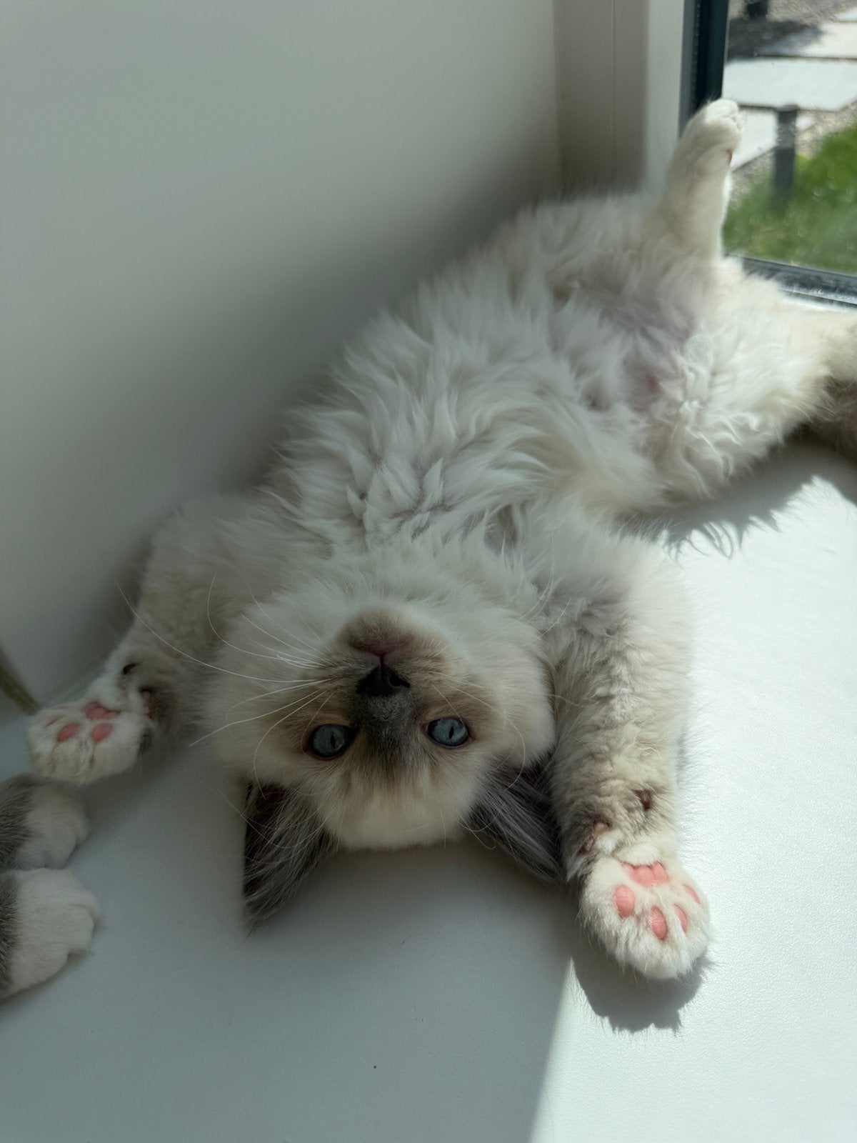 Prachtige ragdoll kittens 11 weken oud, Meerdere dieren, Ingeënt, 0 tot 2 jaar