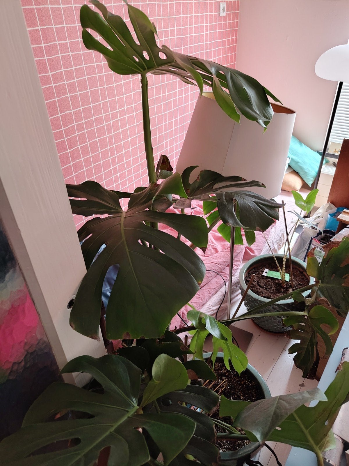 Grote monstera, Ophalen, 100 tot 150 cm