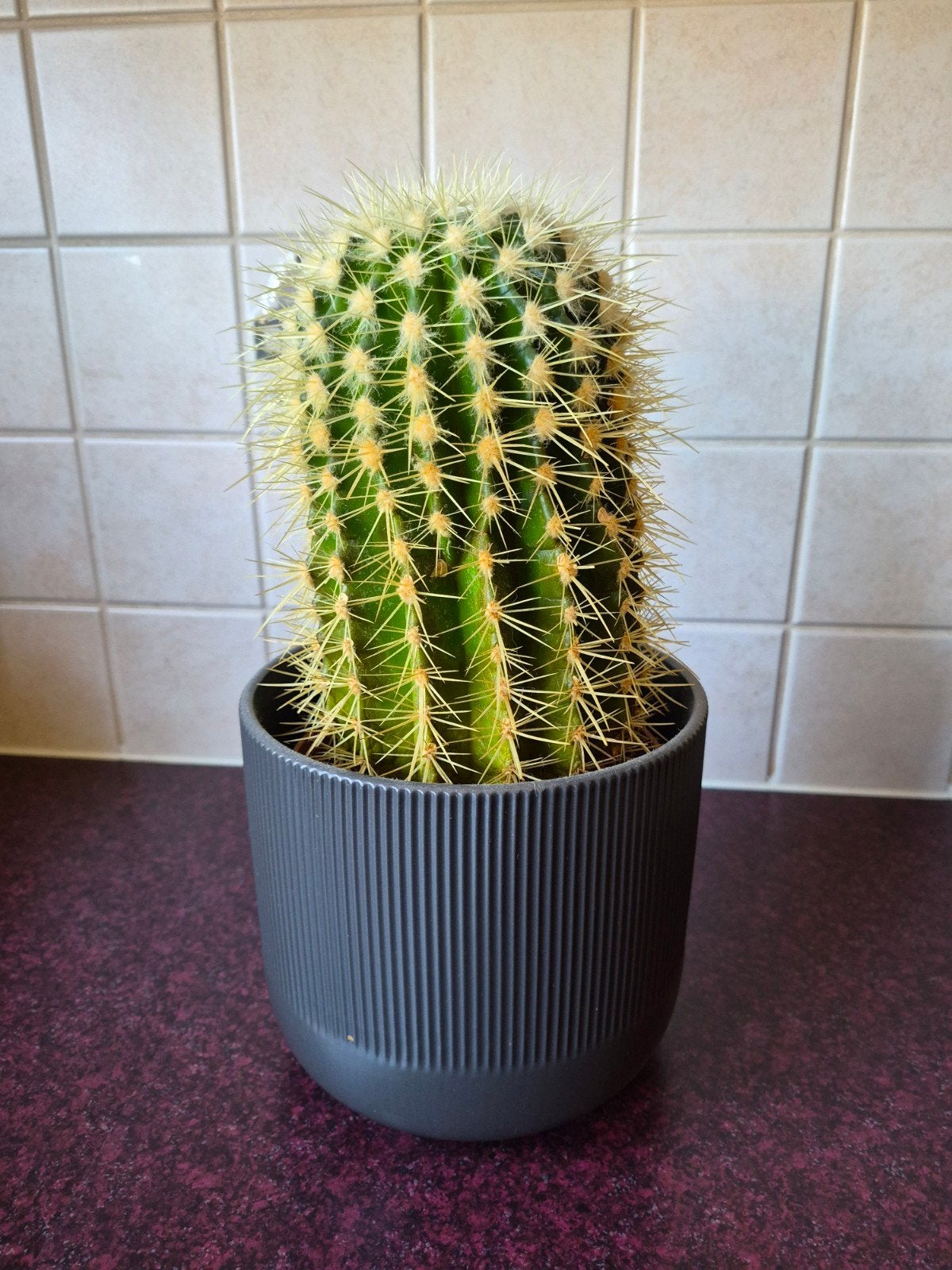 Mooie Cactus - zonder buitenpot, Ophalen, Halfschaduw, Cactus, Minder dan 100 cm