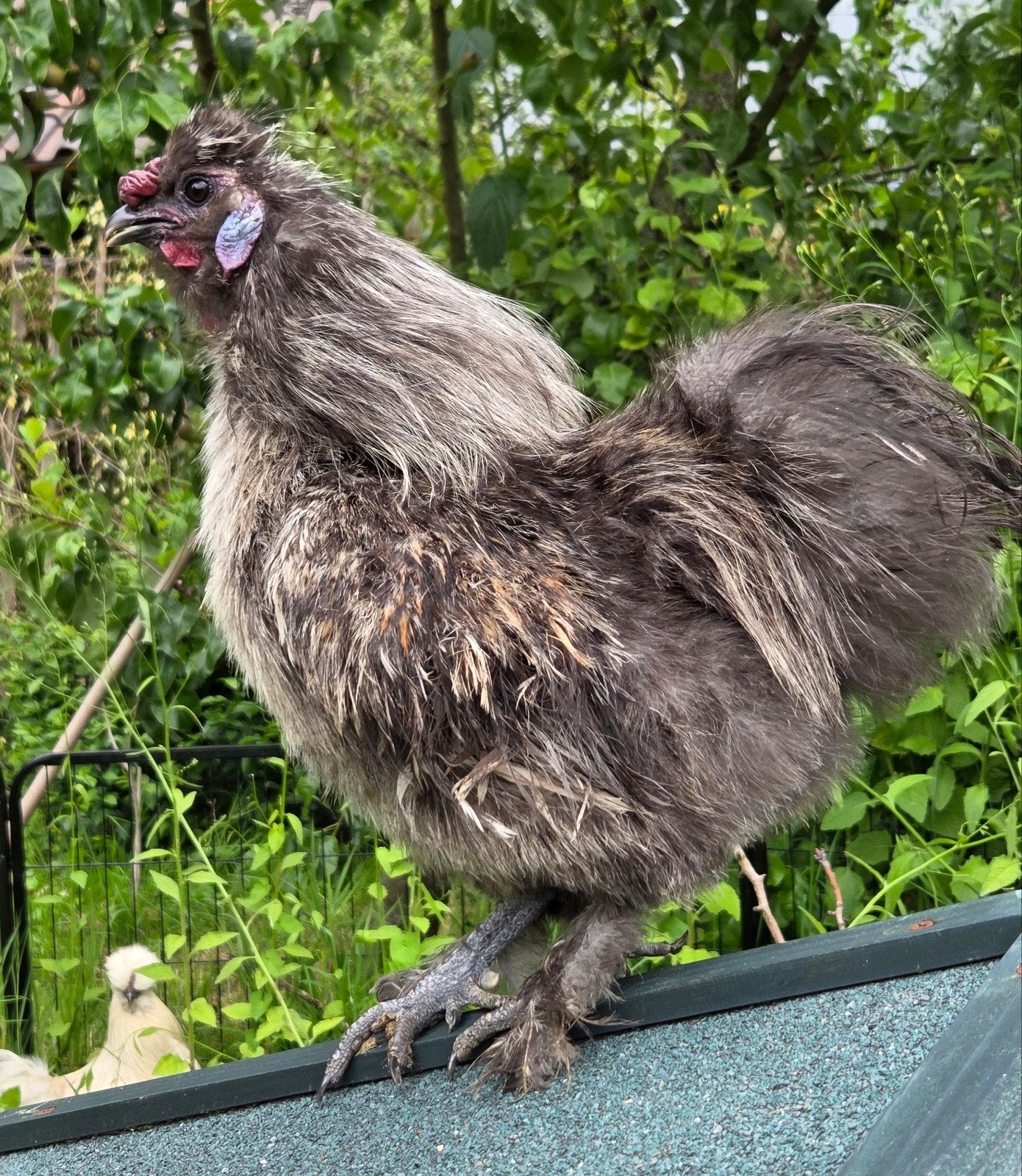 Zijdehoen, Dieren en Toebehoren, Mannelijk, Kip