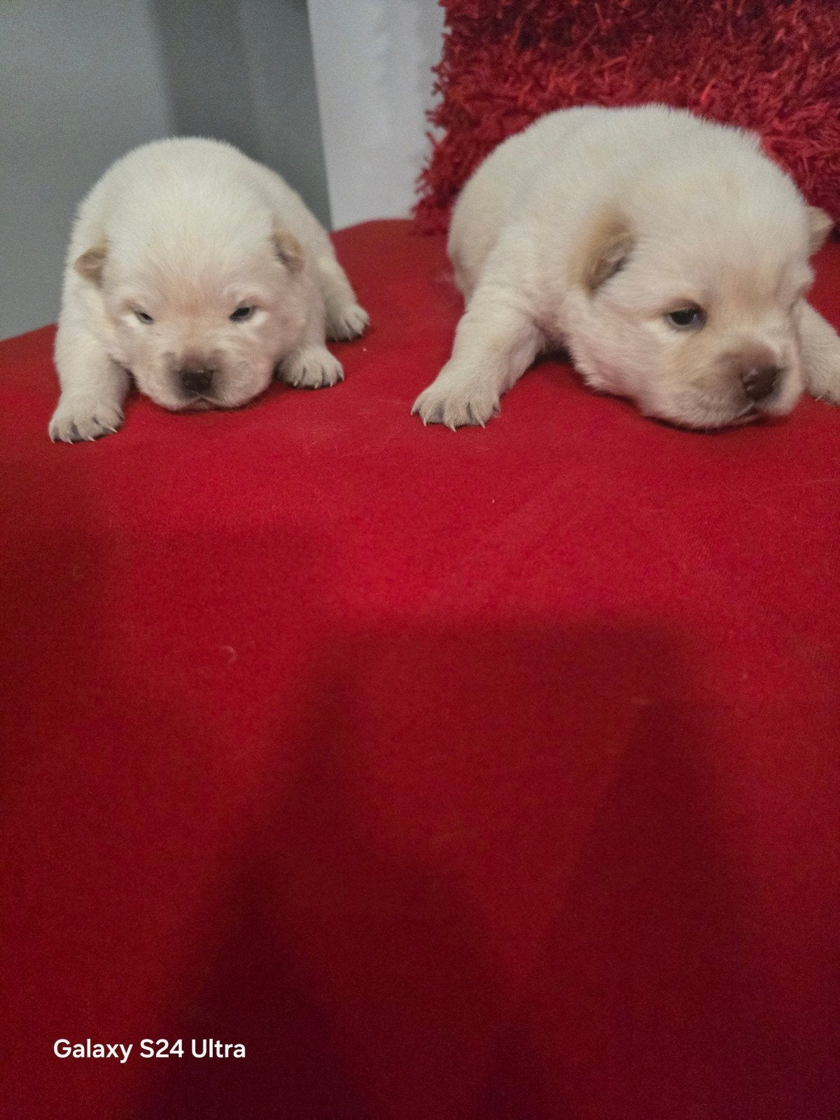 Puppies Chow Chow beschikbaar, België, Particulier, Overige rassen, 8 tot 15 weken