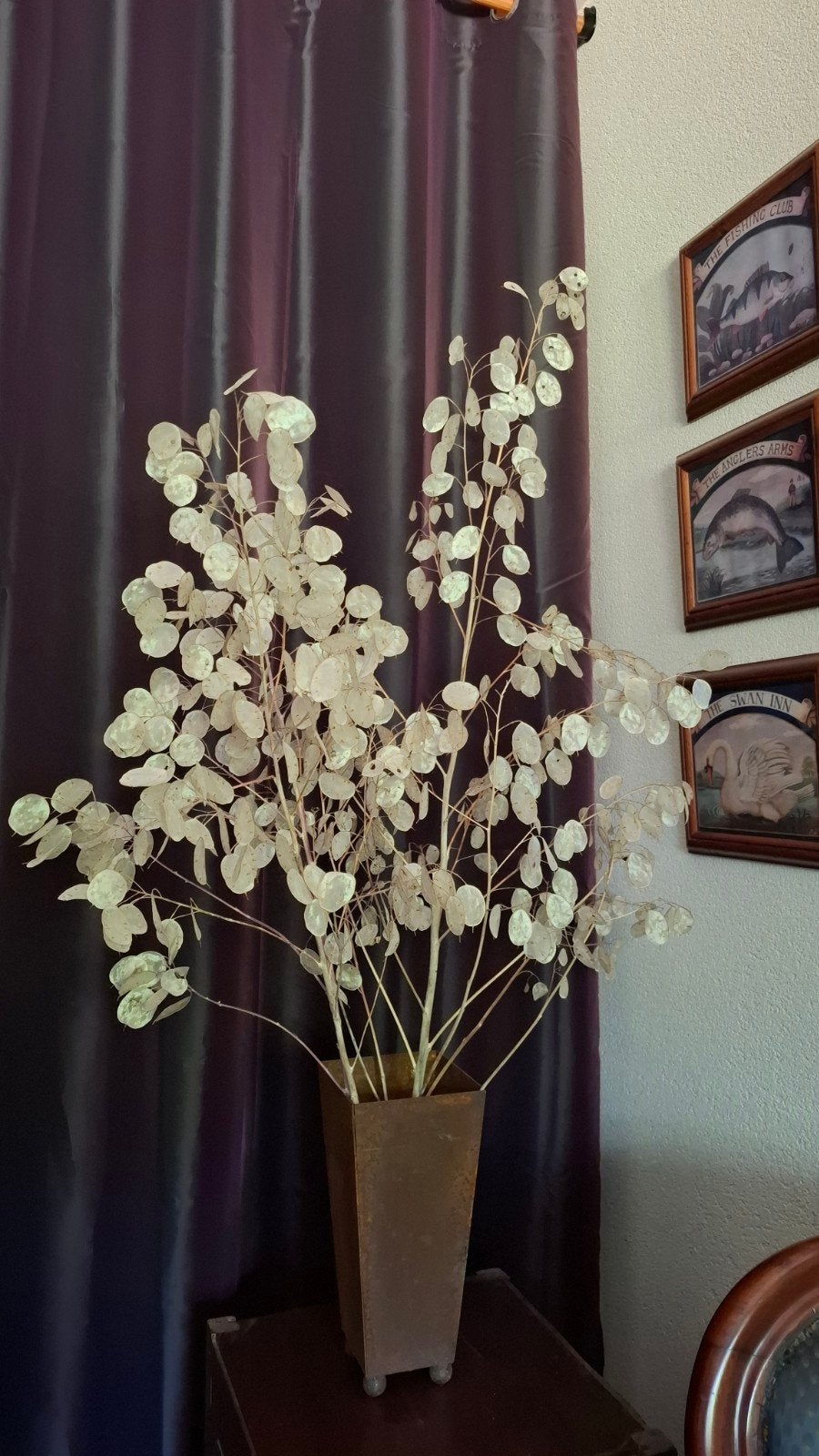 Lunaria / Judaspenning, droogbloemen, Huis en Inrichting, Ophalen, Nieuw