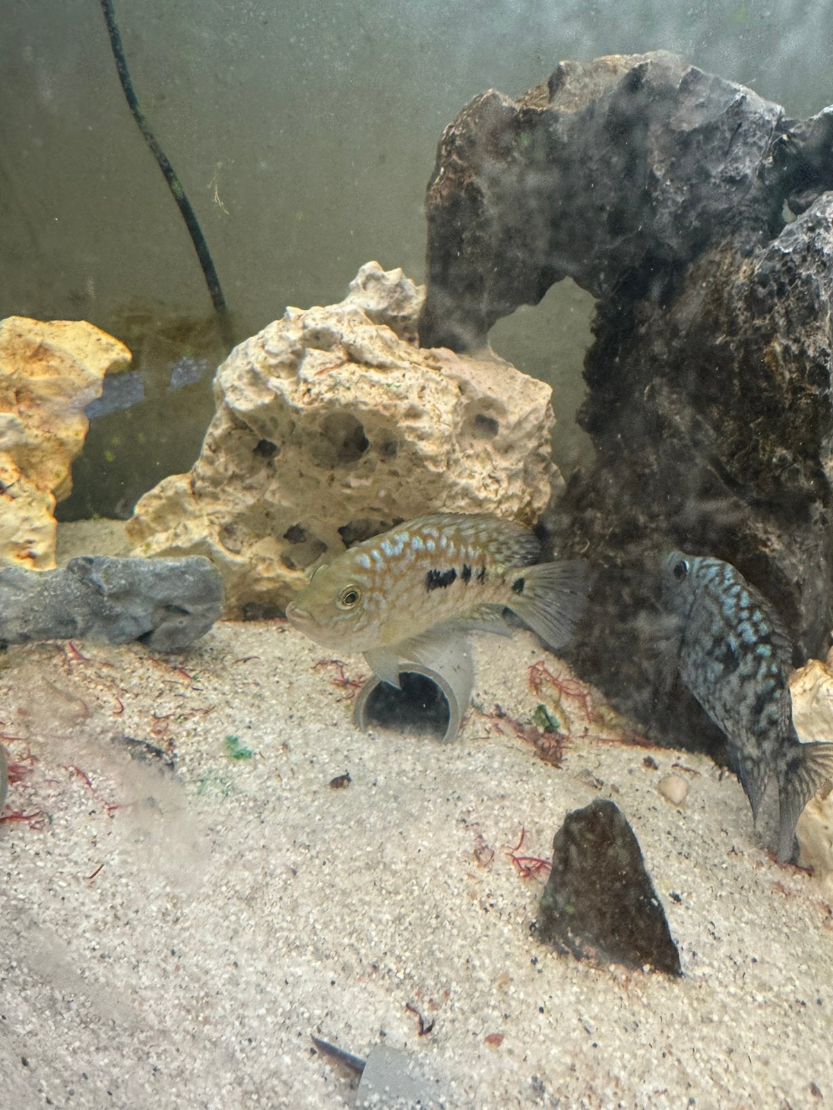 Moet snel weg!! Jong koppel blue texas cichliden, Dieren en Toebehoren, Vissen | Aquariumvissen, Vis