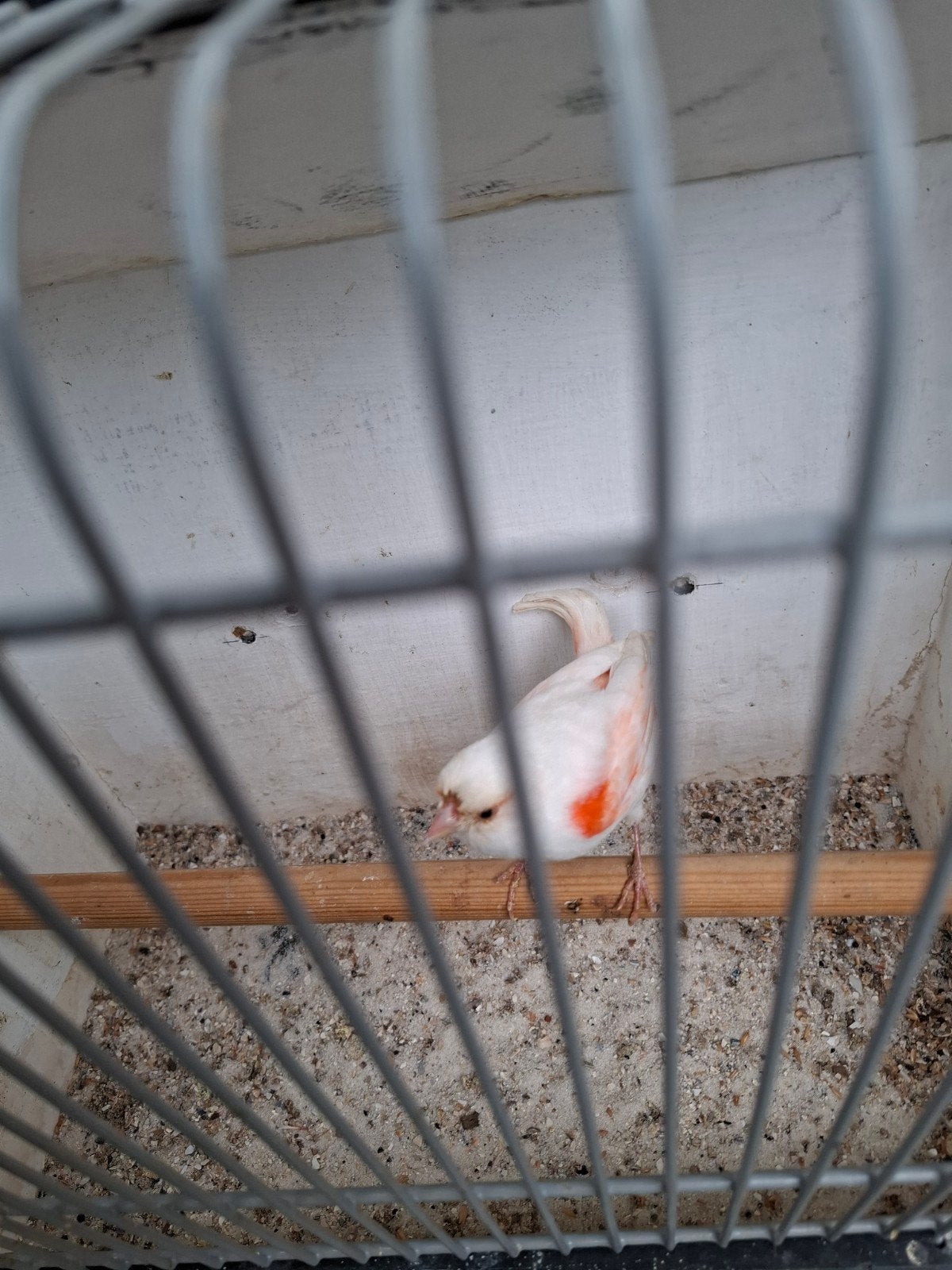 koppel, Dieren en Toebehoren, Meerdere dieren, Kleurkanarie