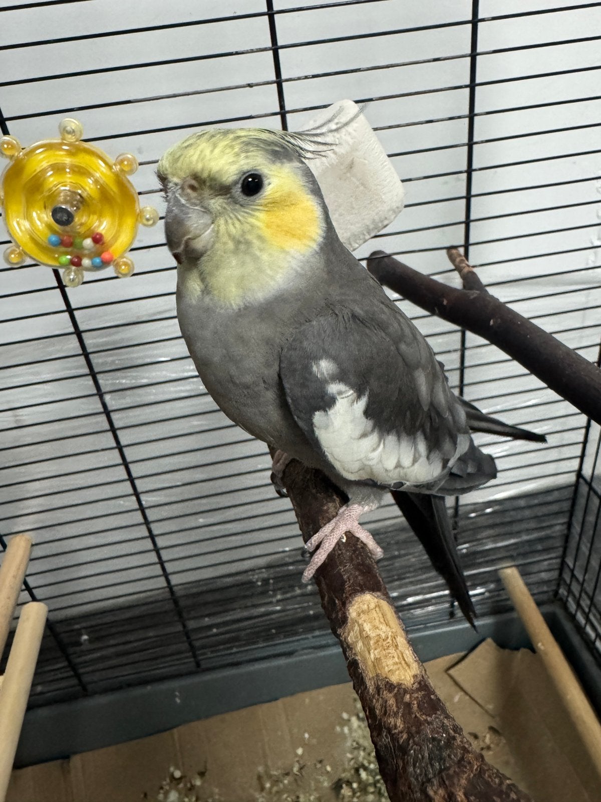 De vogel is vandaag van me weggevlogen., Mannelijk, Parkiet