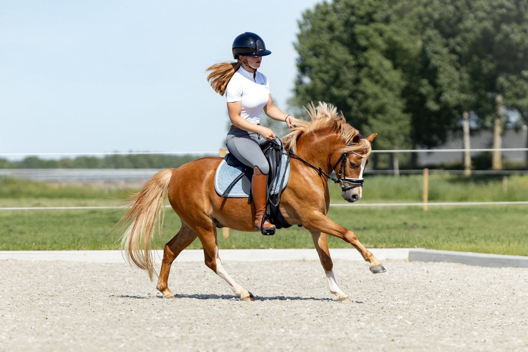 4 jarige welsh pony en 2 jarige new forest, Ruin, 3 tot 6 jaar, B pony (1.17m tot 1.27m), Met stamboom