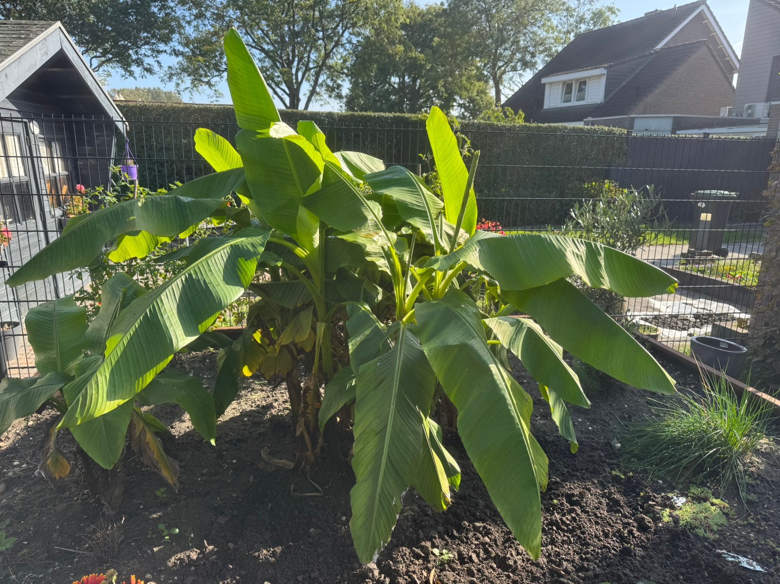Grote bananenplant - zelf uitgraven, Volle zon, Vaste plant, Bloeit niet, Ophalen