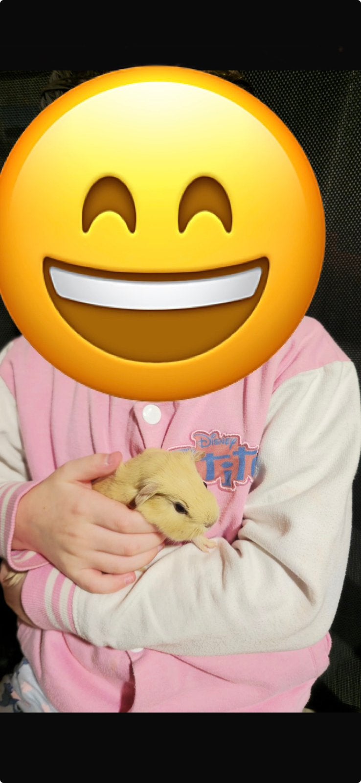 Creme california cavia beertjes & zeugjes, Dieren en Toebehoren, Cavia, Meerdere dieren, Tam, September