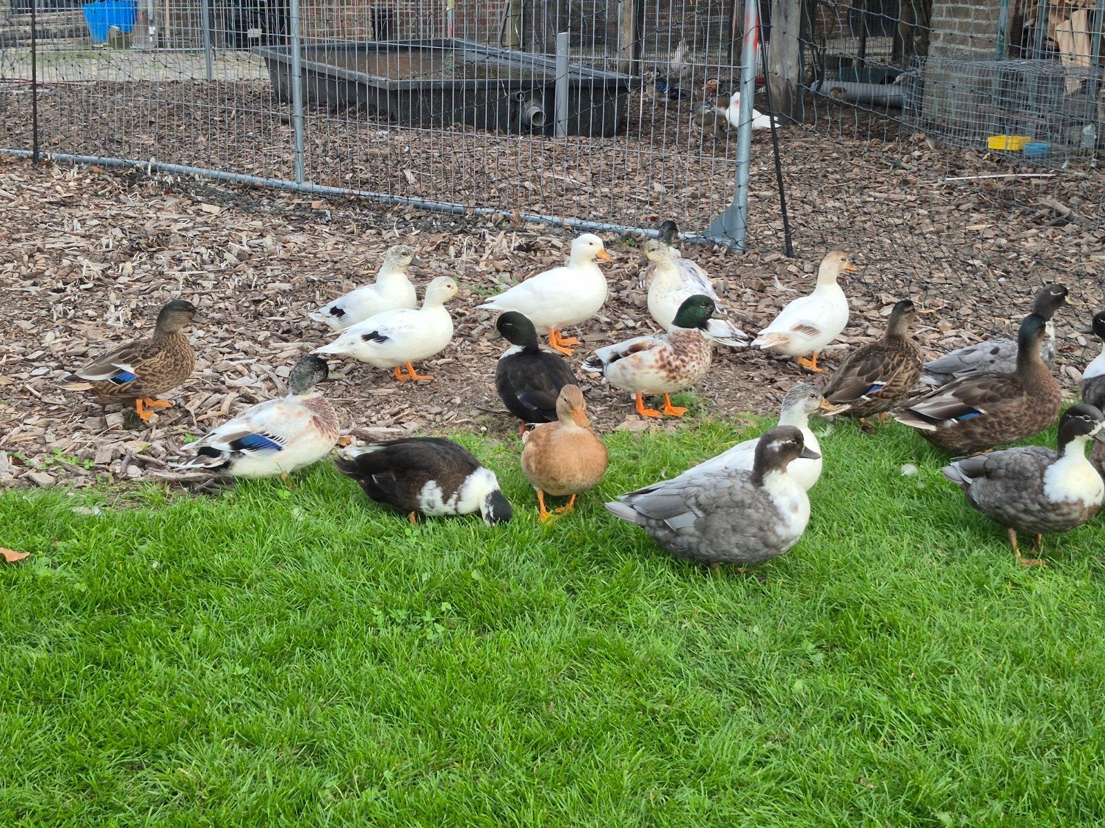 kwakers, Dieren en Toebehoren, Meerdere dieren, Eend