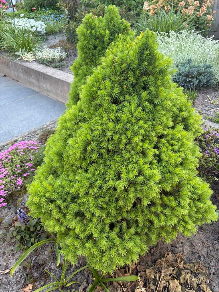 2x Dwergspar 'Conica' - Picea glauca glauca 'Conica', Tuin en Terras, Planten | Tuinplanten, Vaste plant, Overige soorten, Volle zon
