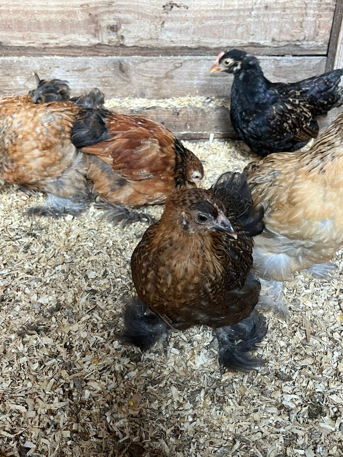 Twee cochin hennen, Dieren en Toebehoren, Vrouwelijk, Kip