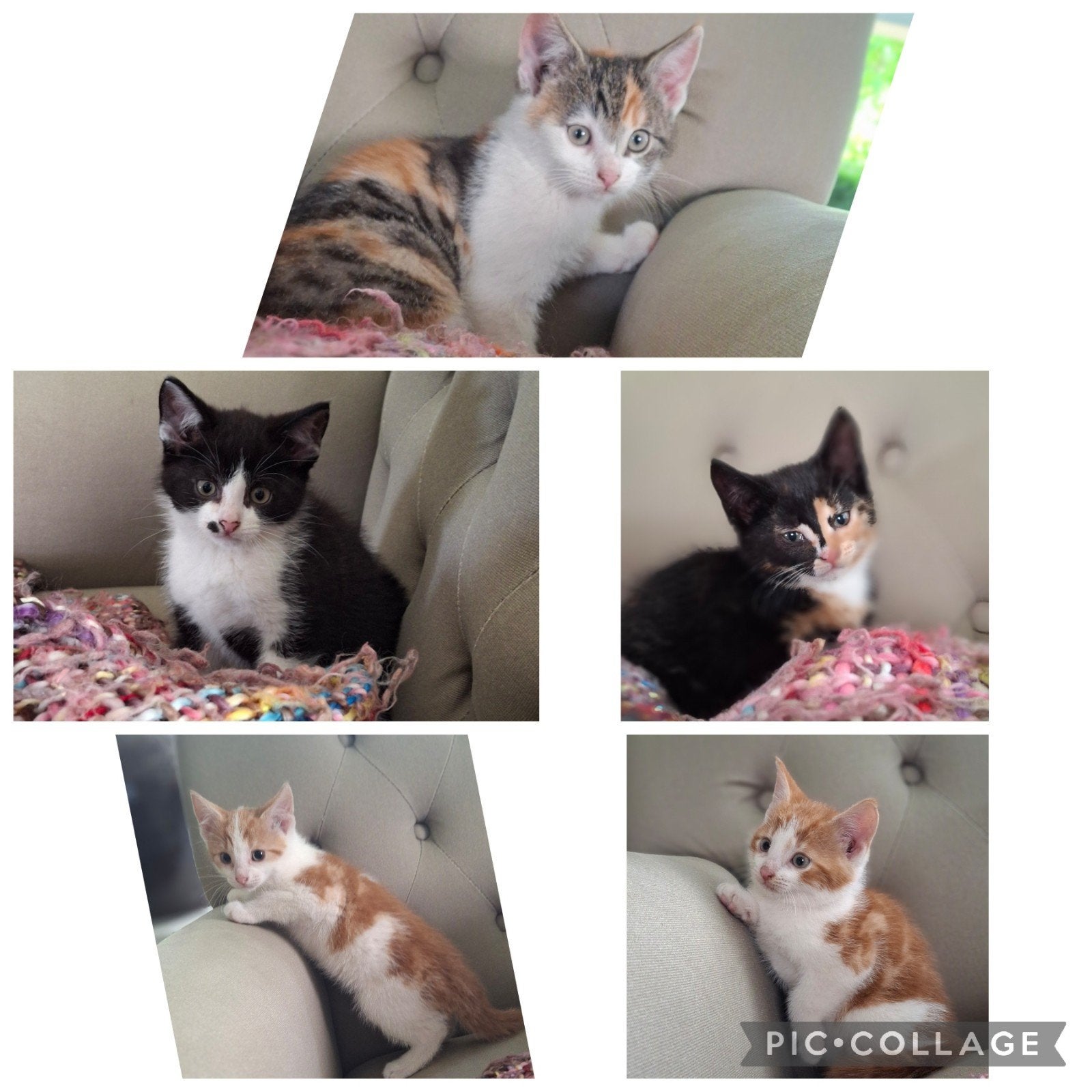 Jonge ( boerderij ) kittens katers &  poesjes, Meerdere dieren