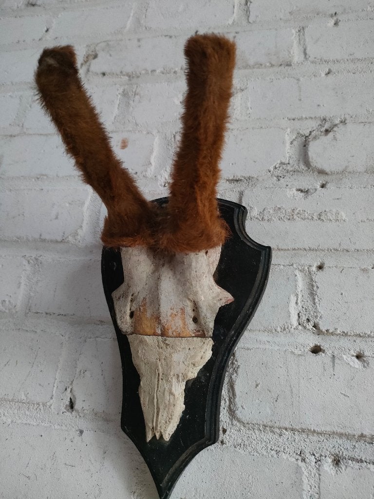 taxidermie 3 geweitjes voor 25 euro, Verzamelen, Dierenverzamelingen, Ophalen of Verzenden, Gebruikt, Hert, Opgezet dier