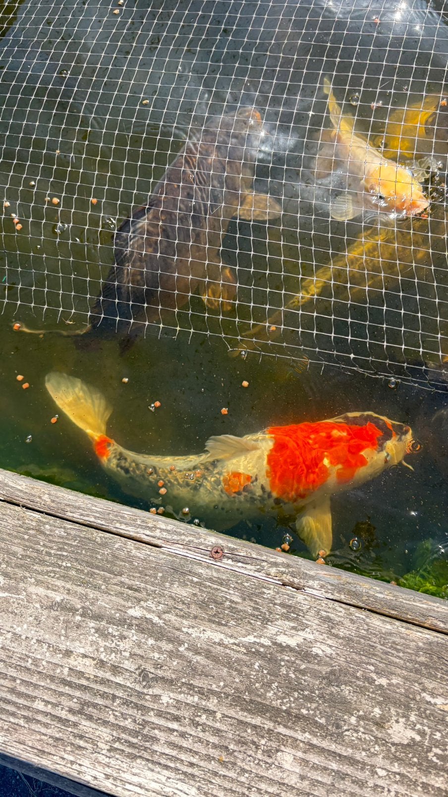 4 Japanse kois 50-70cm, Dieren en Toebehoren, Vissen | Vijvervissen, Karper of Koi