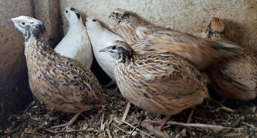 Japanse kwarteleitjes (Zowel voor broed als consumptie), Dieren en Toebehoren, Pluimvee, Meerdere dieren, Overige soorten