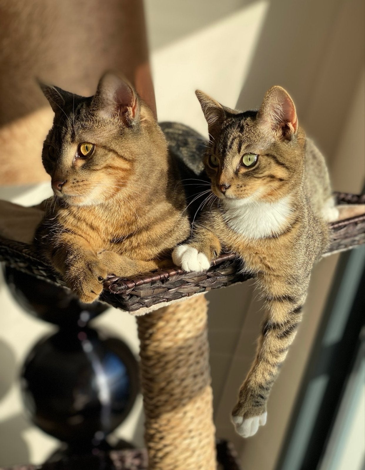 Lieve katers zoeken een nieuw thuis, Dieren en Toebehoren, Katten en Kittens | Overige Katten, Kater