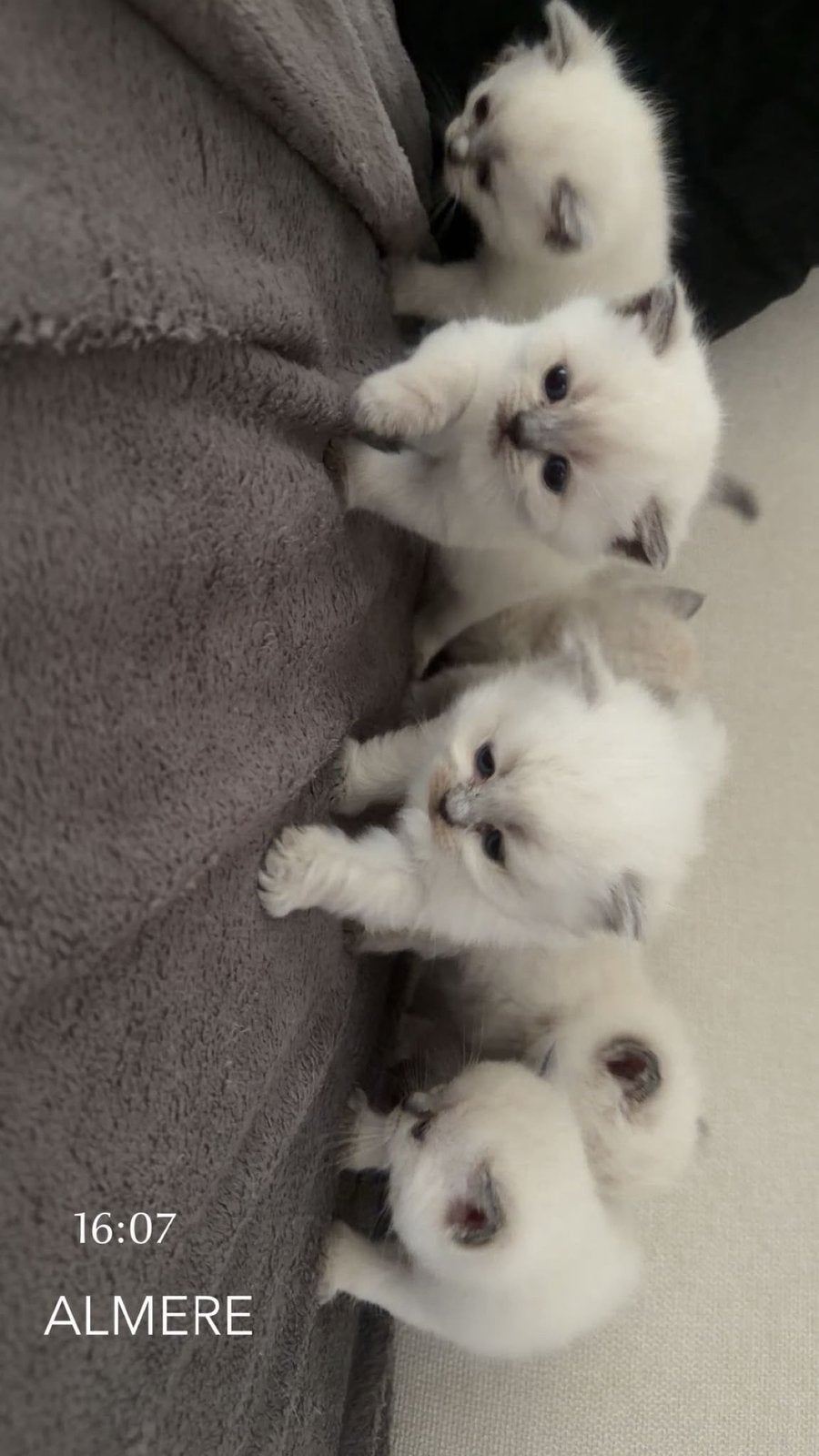 Bluepoints kittens te koop, Meerdere dieren, Ontwormd