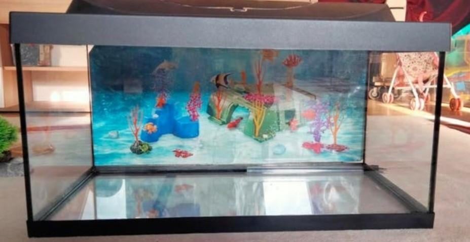 Aquarium tetra, Dieren en Toebehoren, Vissen | Aquaria en Toebehoren, Ophalen