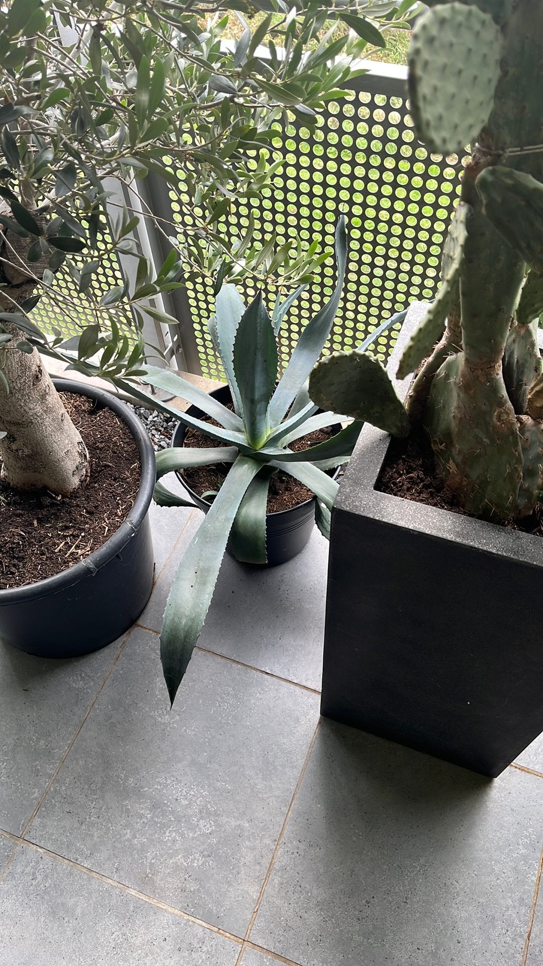 Grote blauwe Agave, Ophalen, Bloeit niet, Overige soorten, Volle zon