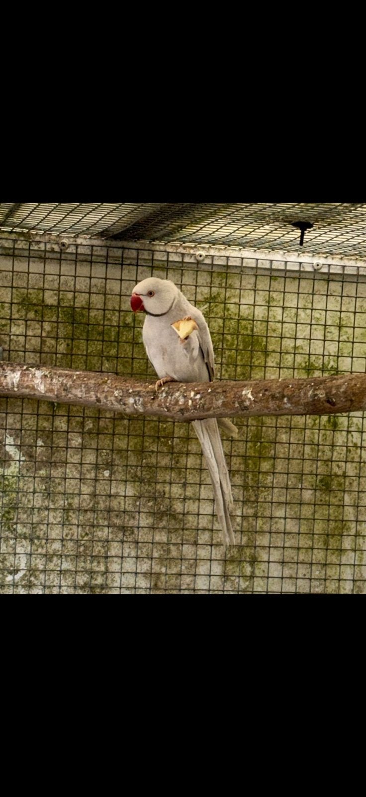 Koppel halsbandparkiet, Meerdere dieren, Parkiet