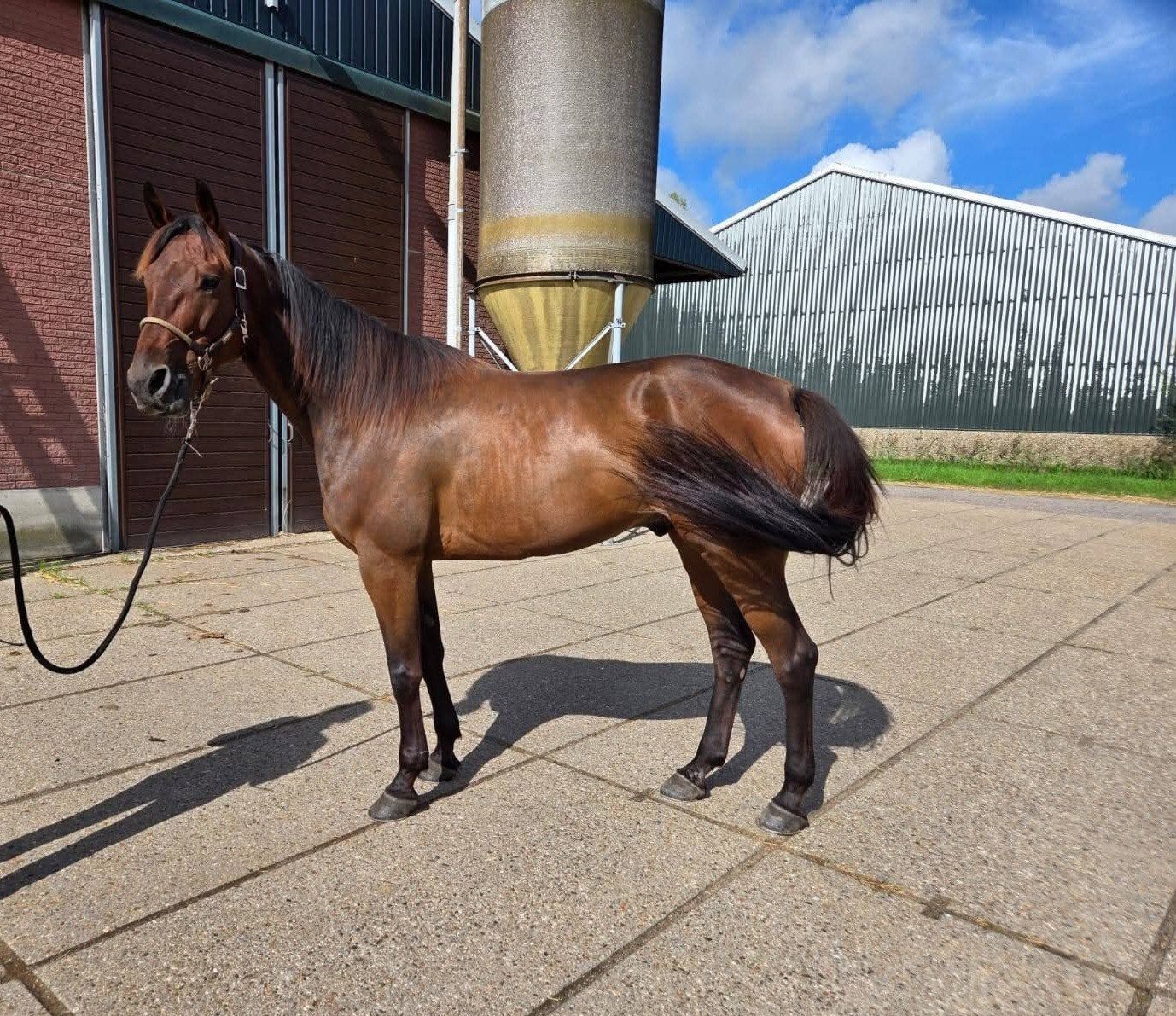 7 jarige draver ruin