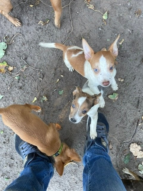 Jack Russell puppy's, Dieren en Toebehoren, Honden | Jack Russells en Terriërs, Parvo, Jack Russell Terriër, Reu, 8 tot 15 weken