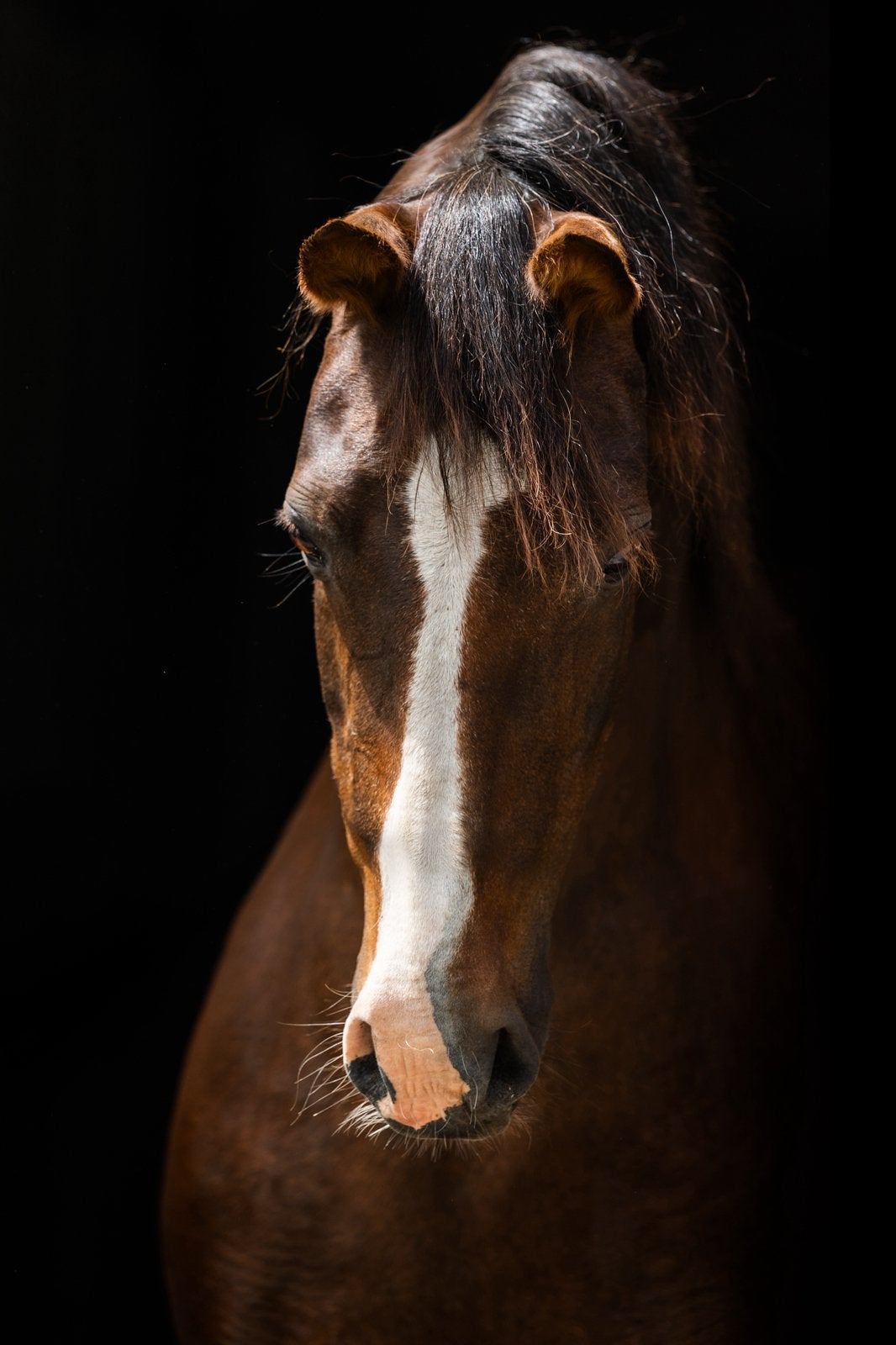 D-pony fokmerrie te koop, Dieren en Toebehoren, Pony's, Merrie, Dressuurpony, Onbeleerd, 11 jaar of ouder