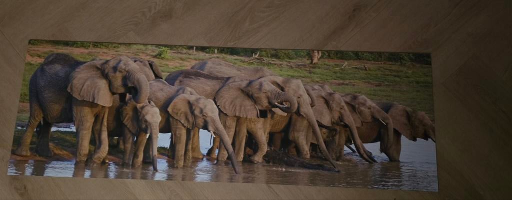 Groot canvas schilderij olifanten Afrika, Ophalen of Verzenden, Zo goed als nieuw, Schilderij, 100 tot 125 cm