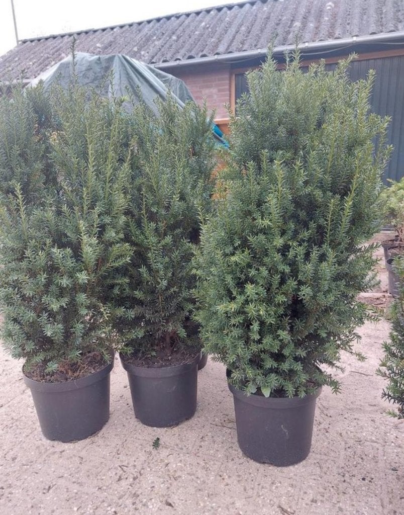 Taxus hillii, Ophalen, Taxus, Haag, Minder dan 100 cm