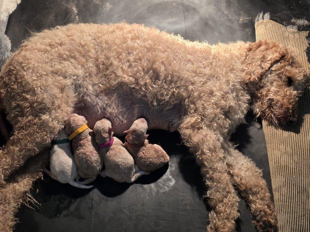 LABRADOODLE  PUPS-geënt-gechipt-gezondheidsverklaring, Dieren en Toebehoren, Honden | Niet-rashonden, 8 tot 15 weken, Parvo, Meerdere